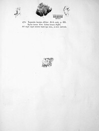 Image of Lepraria incana